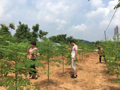茗山辣木：治病养生的“良药”  村民致富的“神奇植物”