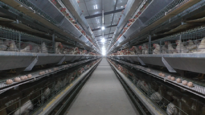 “三新”助力农民丰收