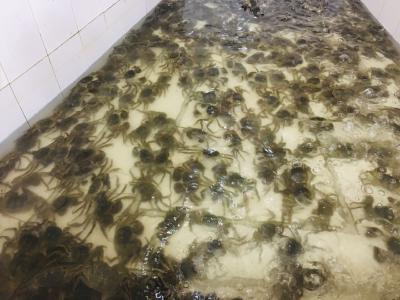 品蟹季到 大闸蟹热卖