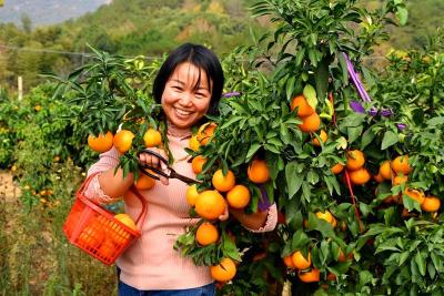 万亩柑橘喜迎丰收 殷祖首届采摘节开幕