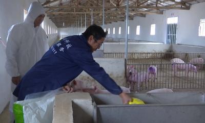 陈贵镇助力养殖户恢复生猪生产