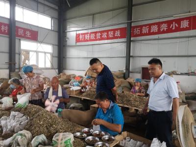 小艾草长成“摇钱树”
