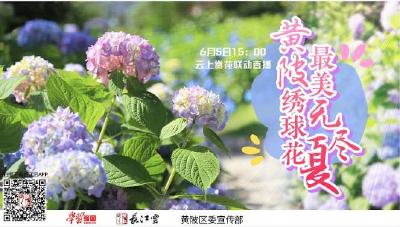 直播 | 云游湖北：黄陂绣球花 最美“无尽夏”