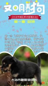 文明养狗