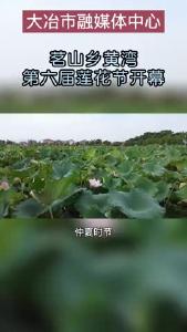茗山乡黄湾第六届莲花节开幕，以“莲”作笔，描绘乡村振兴新图景