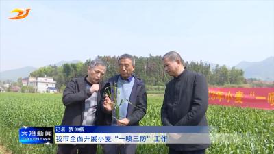 我市全面开展小麦“一喷三防”工作

