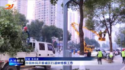 市园林局开展城区行道树修剪工作