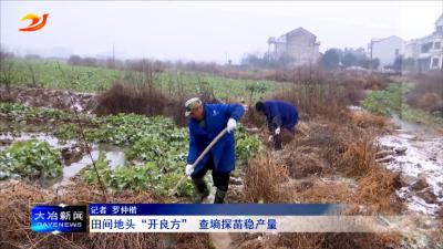 田间地头“开良方” 查墒探苗稳产量