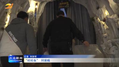 “娃娃鱼” 回家啦