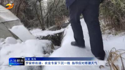 罗家桥街道：农业专家下沉一线 指导应对寒潮天气