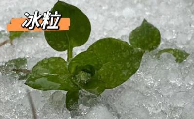 武汉冰粒还会下多久？霰是大雪的前兆？气象专家回应