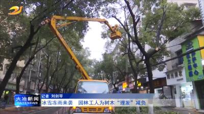 冰雪冻雨来袭   园林工人为树木“理发”减负