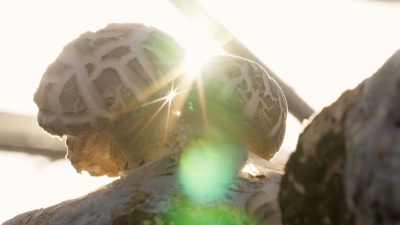 《记住乡愁》第十季 | 今晚八点CCTV-4首播《吉祥寺——神农故里 菇乡人家》