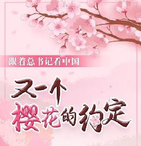 又一个樱花的约定