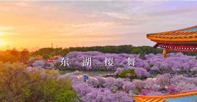 75项活动玩不停！武汉樱花季旅游菜单发布