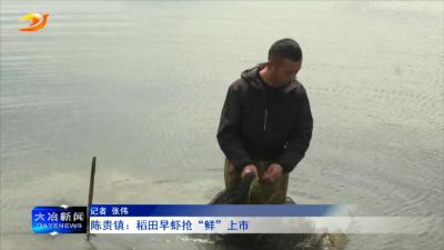陈贵镇：稻田早虾抢“鲜”上市