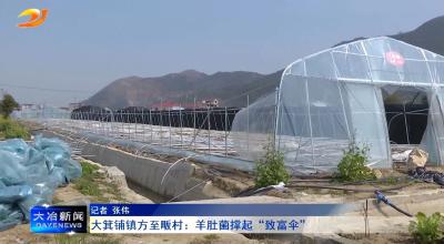 大箕铺镇方至畈村：羊肚菌撑起“致富伞”