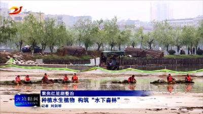 种植水生植物 构筑“水下森林”