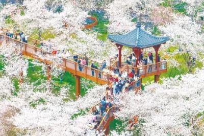 湖北赏花经济常开常艳 春日“颜值”变“产值”