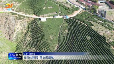 春茶吐新绿 茶农采茶忙