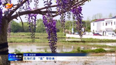 花海烂漫  “紫”等你来