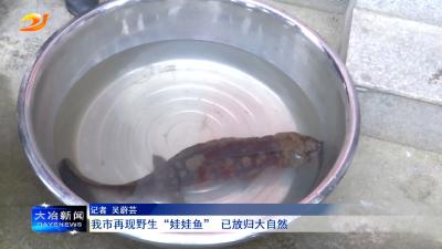 我市再现野生“娃娃鱼” 已放归大自然