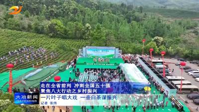 一片叶子唱大戏 一壶白茶谋振兴