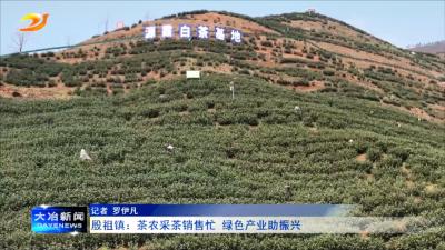 殷祖镇：茶农采茶销售忙 绿色产业助振兴