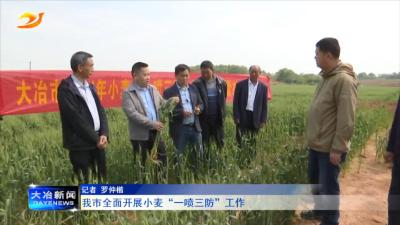 我市全面开展小麦“一喷三防”工作