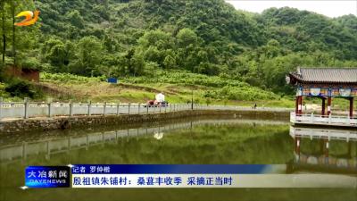 殷祖镇朱铺村：桑葚丰收季 采摘正当时
