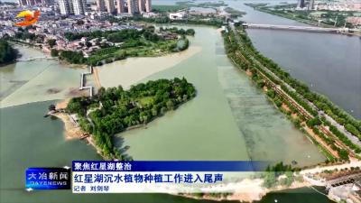 红星湖沉水植物种植工作进入尾声