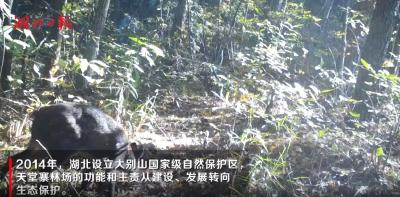一群安徽麝的归来之路：每年花亿元保护天然林，打通更多生态廊道