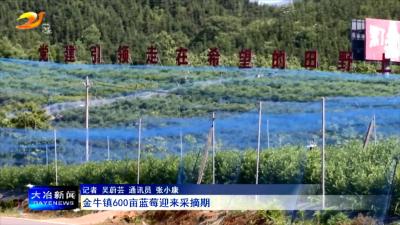 金牛镇600亩蓝莓迎来采摘期