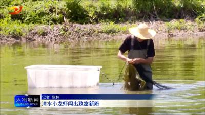 清水小龙虾闯出致富新路