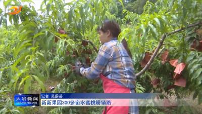 新新果园300多亩水蜜桃盼销路