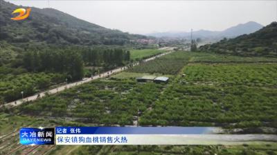 保安镇狗血桃销售火热