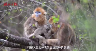 深入无人区 寻找“美猴王”