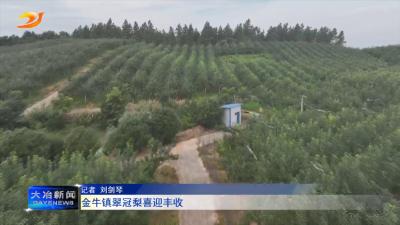 金牛镇翠冠梨喜迎丰收