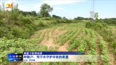 【高温下的劳动者】种植户：用汗水守护丰收的希望