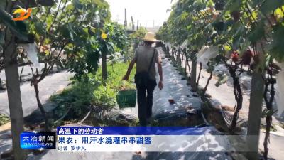 【高温下的劳动者】

果农：用汗水浇灌串串甜蜜