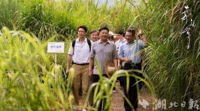 湖北参与拍摄电视剧《幸福草》登陆央视 讲述中国菌草援外感人故事