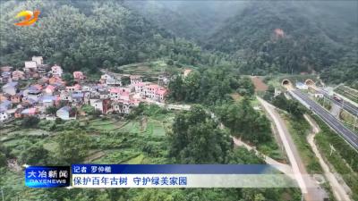 保护百年古树 守护绿美家园