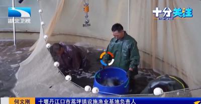 丰收湖北 生机勃勃 | 鱼儿上岸 丹江口设施渔业年产值预计破十亿