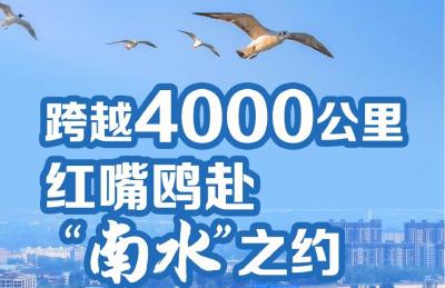 跨越4000公里 红嘴鸥赴“南水”之约