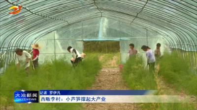 西畈李村：小芦笋撑起大产业