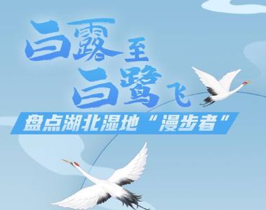 白露至，白鹭飞，盘点湖北湿地“漫步者”