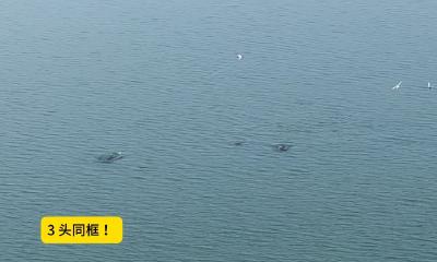 多条野生江豚在天鹅洲嬉戏