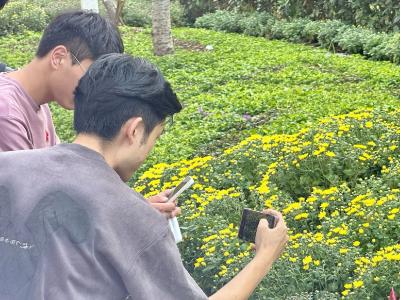 千里跃进大别山｜麻城菊花开出百姓“致富花”