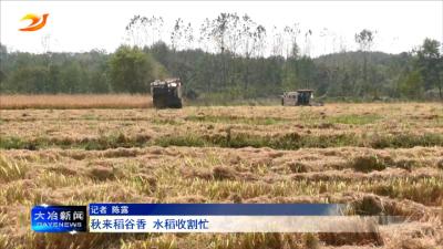 秋来稻谷香 水稻收割忙