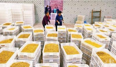 采鲜花万余斤！“中国桂花之乡”咸安迎来“采香”季